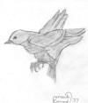 Mark Conrad - Sketch of Bird in  Flight