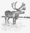 Mark Conrad - Sketch of Elk