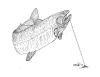 Mark Conrad - Sketch of Fish