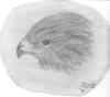 Mark Conrad - Sketch of Hawk