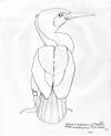 Mark Conrad - Sketch of Bird Looking On
