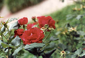 DTC Roses