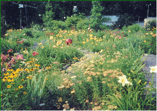 A View of Mary's Garden