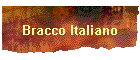 Bracco Italiano