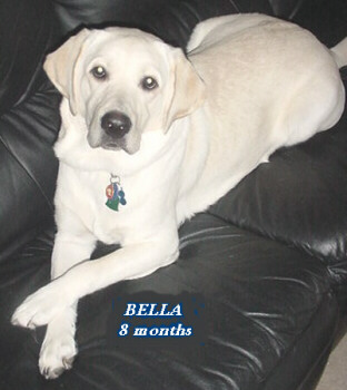 Bella - pictured age 8 months