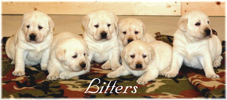 Puppies and planned litters
