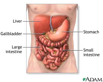 the digestive system diagram labeled. system diagram labeled