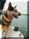 Bijou on a boat.JPG (78630 bytes)