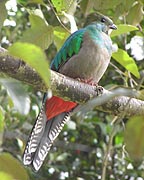 Resplendent Quetzal - Female