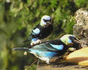 Golden-hooded Tanagers