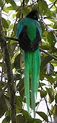 Resplendent Quetzal - Male