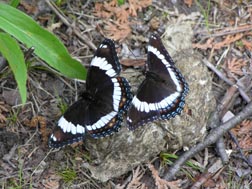 Pair of White Admirals/Red-spotted Purples