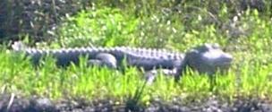 Gulf Shores Aligator Population Caught on Camera