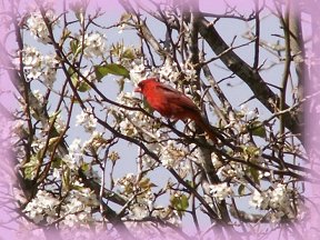 Cardinal perched in blossoming tree