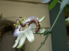Closeup of caterpiller on Passion Flower