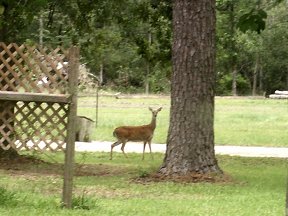 Deer in side road