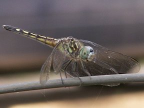 smiling dragonfly perched on tomato cage