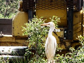Egret adoring the dozer or the tasty critters it stirred up 