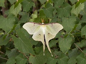 some kind of moth - lunar moth?