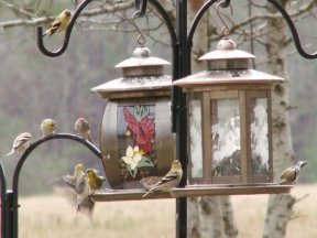 Party at the Bird Feeders 