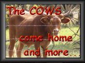 The cows come home and more 