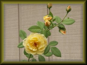 roses and buds