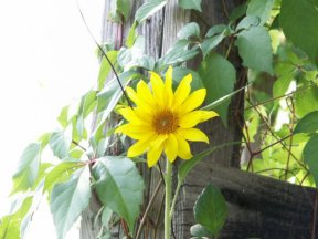 great sunflower sprouted all on it.s own back by the barn