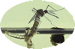 malaria vector in Thailand