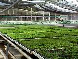 Invernadero diseado para la produccin de plantulas de alta calidad, donde todos los factores de produccin estan controlados, proyectos EDyD. Valencia Edo.Carabobo