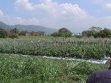 Sistema de produccin de tomates en ambientes protegidos.(Hidroponias venezolanas)