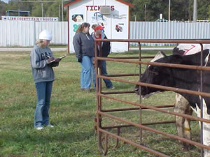 Ashley Guenter at Dairy Cattle