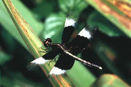 black and white dragonflies