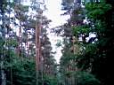 Forest_1.jpg