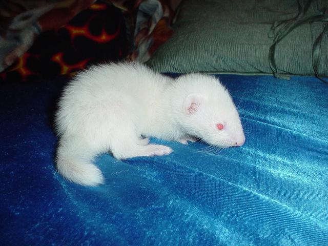 This is my little baby ferret lilo. He may look innocent and sweet BUT HE'S NOT!!!!
