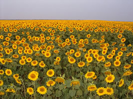 The Sun Flower field in the morning