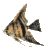 Anglefish