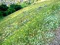 Flowers below the Bernal Hill Loop Trail
