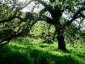 Oak Tree by the Joice Trail