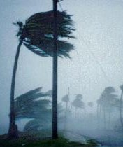 Even in a Cat1 storm, coconuts turn into cannonballs and palm trees launch like rockets....