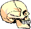 side skull