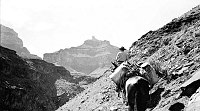PARK RANGER LEADING MULE STRING THAT IS TRANSPORTING TROUT FRY IN MILK CANS FOR FISH PLANT IN CLEAR CREEK. CLEAR CREEK TRAIL. JULY 1940. NPS PHOTO  