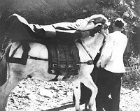 CCC ENROLLEE AND APPENDICITIS PATIENT LOADED ONTO A MULE AMBULANCE BEFORE EVACUATION. HIS BROTHER STANDING BY. PHANTOM RANCH . THE ENROLLEE WHO DEVISED THIS RIG WAS THE FIRST TO BE HAULED OUT OF CANYON. CIRCA 1935. NPS