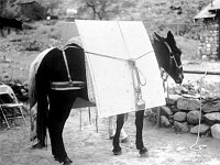 SHOWS HOW SHEETS OF PLYWOOD WERE PACKED INTO PHANTOM RANCH BY MULE (W/ MATRESS.) CIRCA 1967. ERVIN, NPS