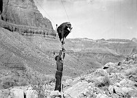TRANS-CANYON TELEPHONE LINE CONSTRUCTION -  2 CCC ENROLLEES ATTACHING WIRE TO POLE BELOW THE REDWALL & NEAR INDIAN GARDENS. ONE MAN IS BALANCING  AT THE TOP OF THE POLE.<br>CIRCA 1935. NPS PHOTO BY LAWS.<br><br>
