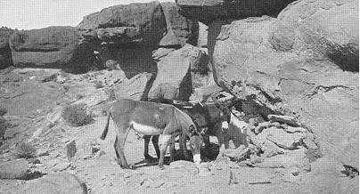 Burros drinking at Mystic Spring. Photo by George Wharton James, 1899
