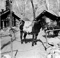 FRED HARVEY MULE LOADED WITH ELECTRIC CABIN HEATERS FOR PHANTOM RANCH. JULY 1967. ERVIN, NPS.