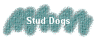 Stud Dogs