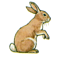 rabbit1.gif (13912 bytes)