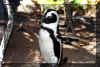 SA_penguin.jpg (39887 bytes)