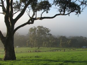 Sheep on a misty morning